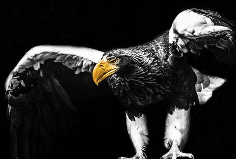 Framed Steller Sea Eagle Wings II Print