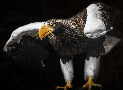 Framed Steller Sea Eagle Wings III Print