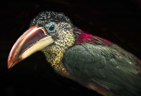 Framed Toucan III Print