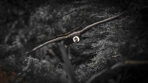 Framed Kondor Flight Black &amp; White Print