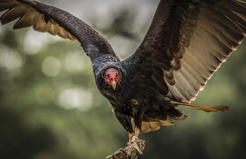 Framed Vulture Print