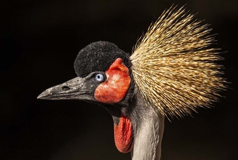 Framed Crowned Crane Close Up Print