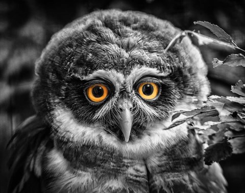 Framed Young Owl Black &amp; White Print