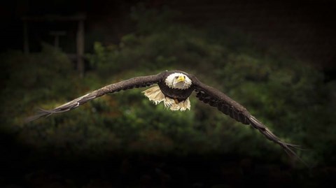 Framed Sea Eagle Flight Print