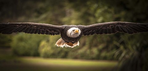 Framed Sea Eagle Flight II Print