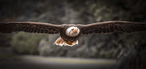 Framed Sea Eagle Flight II Black &amp; White Print