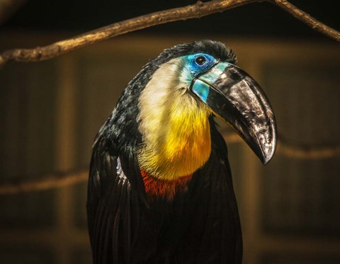 Framed Toucan V Print