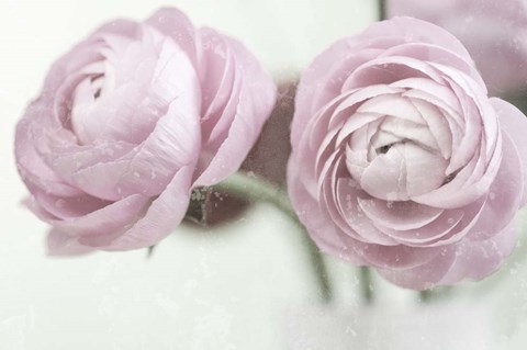 Framed 2 Pink Rannunculus Print