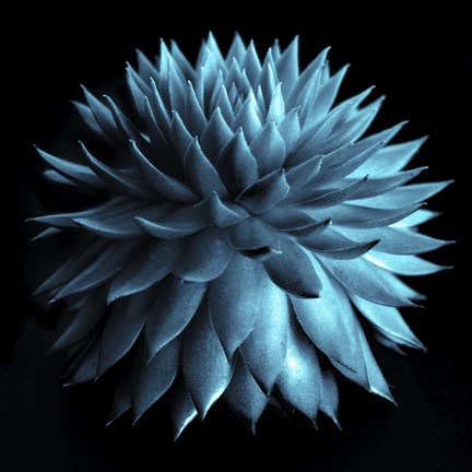 Framed Blue Cacti on Black Print