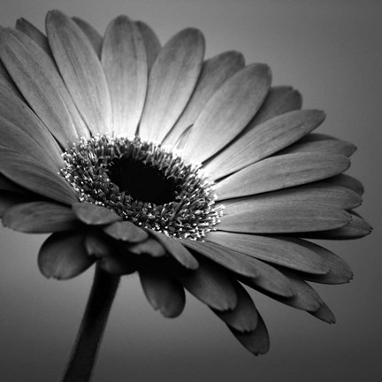 Framed BW Gerbera 1 Print