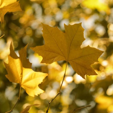 Framed Fall Leaves1 Print