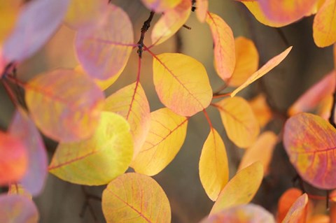 Framed Fall Leaves 2 Print