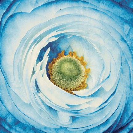 Framed White Peony with Blue Print