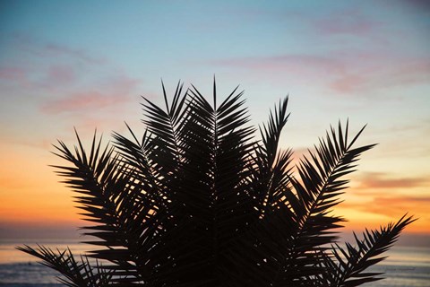 Framed Sunset Palms II Print