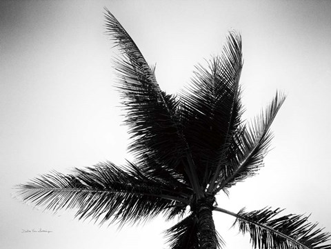 Framed Palm Tree Looking Up IV Print