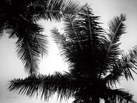 Framed Palm Tree Looking Up I Print