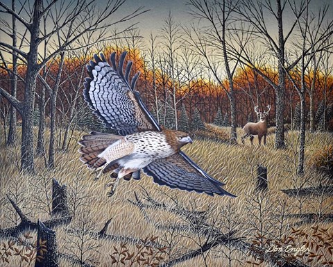 Framed Red-Tailed Hawk Print