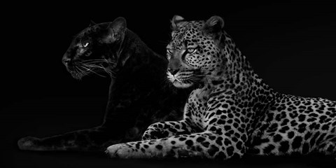 Framed Brotherhood Print