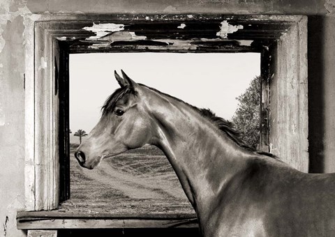 Framed Arab King (BW) Print