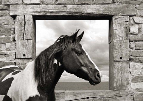 Framed Painted Horse (BW) Print