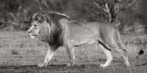 Framed Lion Walking in African Savannah Print