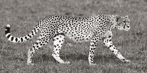 Framed Cheetah Hunting, Masai Mara Print