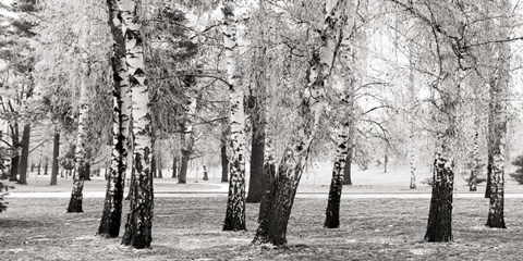 Framed Birches in a Park Print