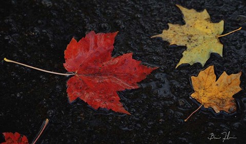 Framed Leaves of Color Print