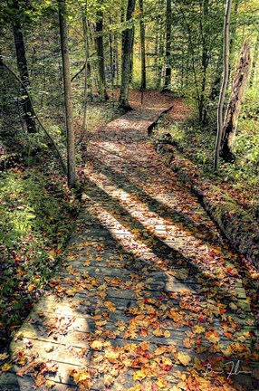 Framed Walking The Path Print