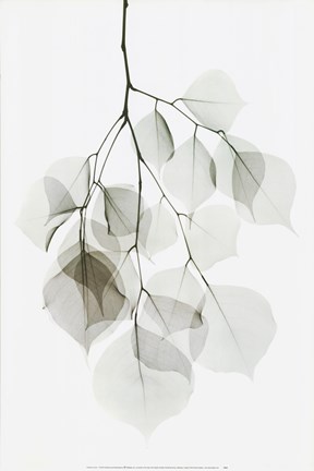 Framed Dalbergia Print