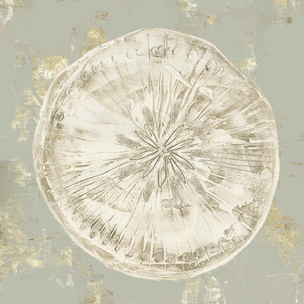 Framed Cone Shells II Print