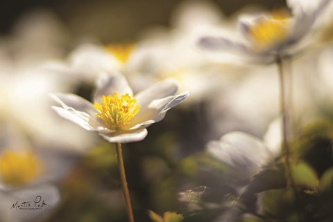 Framed Anemone Up Close Print