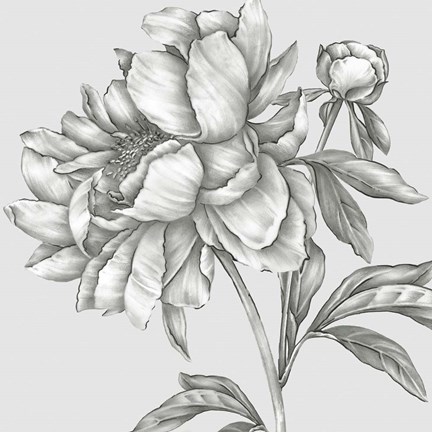 Framed Glorious Peony II Print