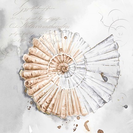 Framed Blush Shell II Print