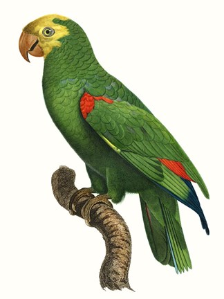 Framed Parrot of the Tropics III Print