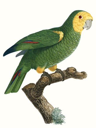 Framed Parrot of the Tropics IV Print