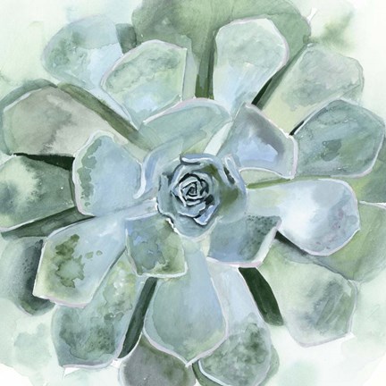 Framed Verdant Succulent III Print