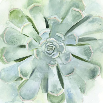 Framed Verdant Succulent IV Print