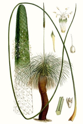 Framed Curtis Palms V Print