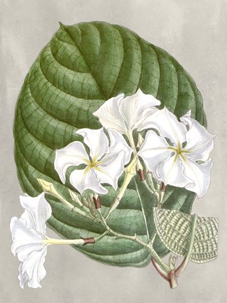 Framed Alabaster Blooms I Print