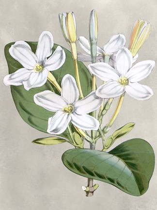 Framed Alabaster Blooms II Print