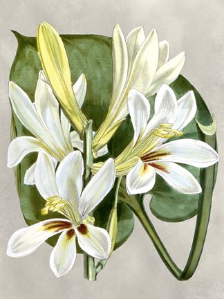 Framed Alabaster Blooms IV Print