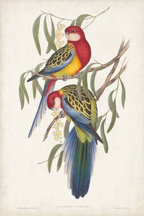 Framed Tropical Parrots IV Print
