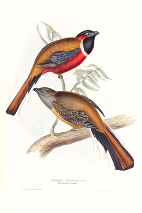 Framed Tropical Trogons IV Print