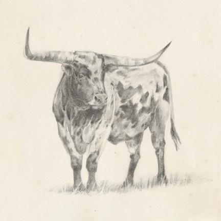 Framed Longhorn Steer Sketch II Print
