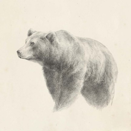 Framed Western Bear Study Print