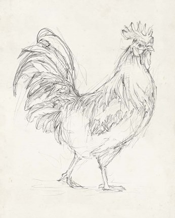 Framed Rooster Sketch I Print