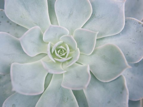 Framed Storybook Succulent I Print