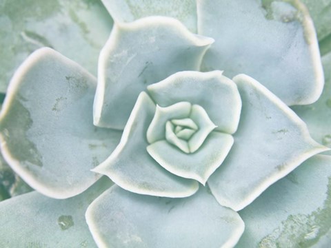 Framed Storybook Succulent II Print