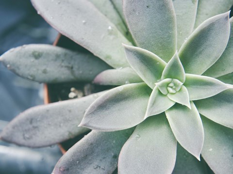 Framed Storybook Succulent III Print